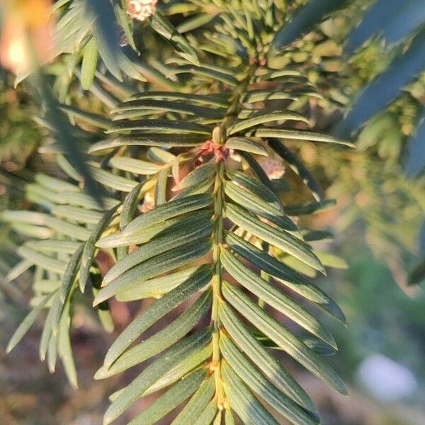 Torreya californica Lehti