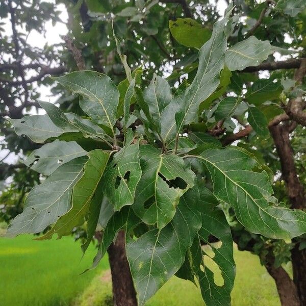 Madhuca longifolia 葉