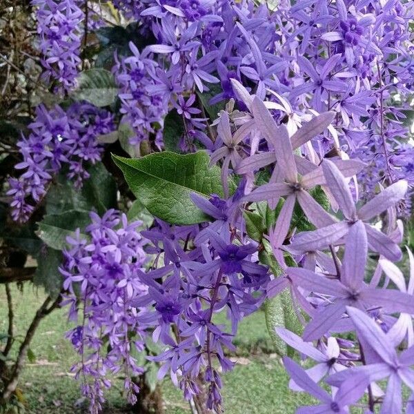 Petrea volubilis Çiçek