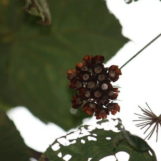 Dombeya pilosa Плод