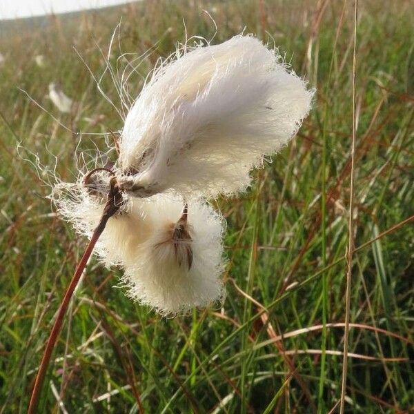 Eriophorum angustifolium Квітка