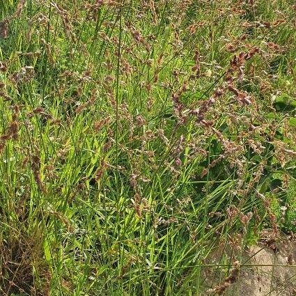 Eragrostis superba Flor