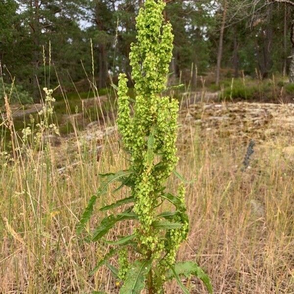 Rumex longifolius Цветок