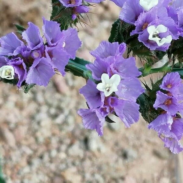 Limonium sinuatum 花