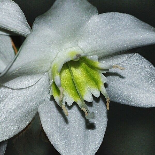 Urceolina amazonica Virág