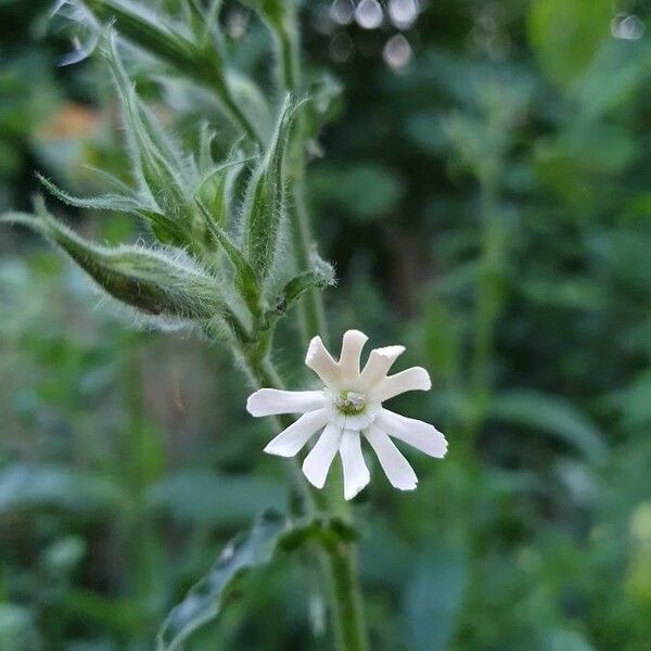 Silene noctiflora Kvet