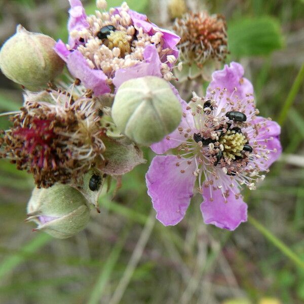 Rubus ulmifolius Blüte