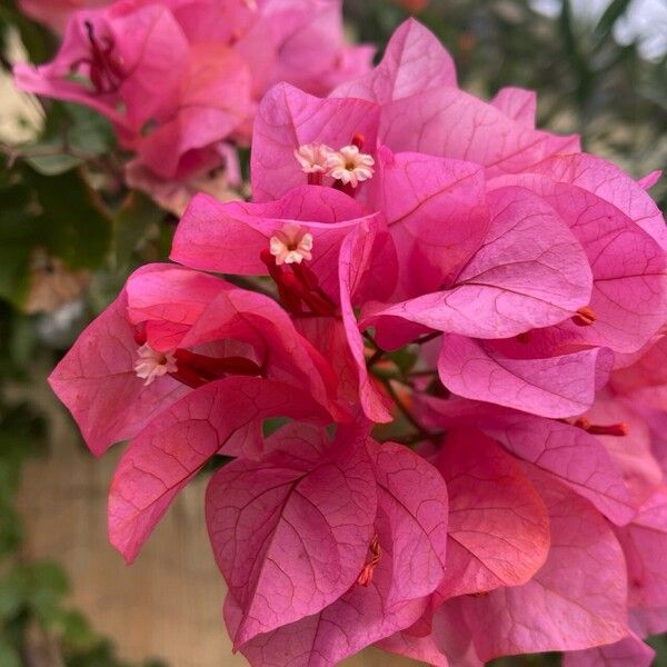 Bougainvillea × buttiana 花