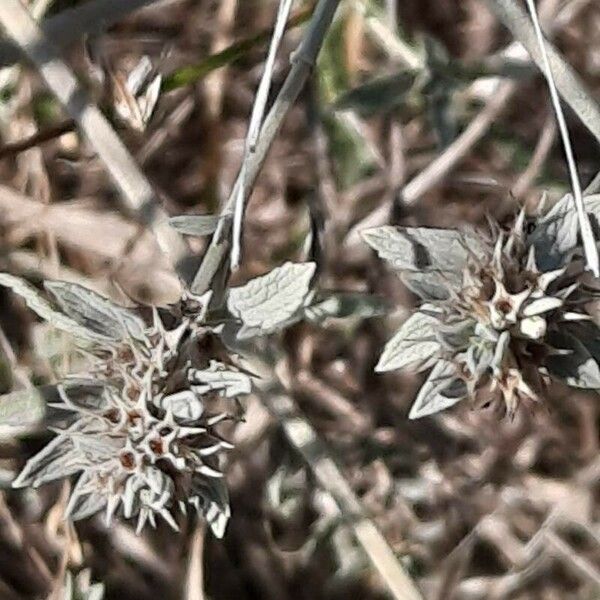 Marrubium peregrinum List