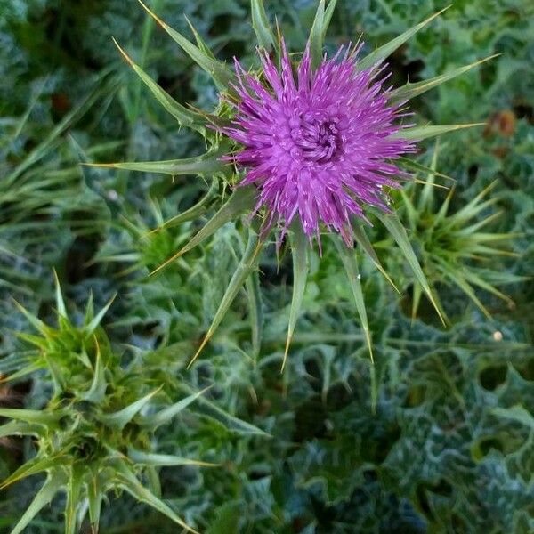 Silybum marianum 花