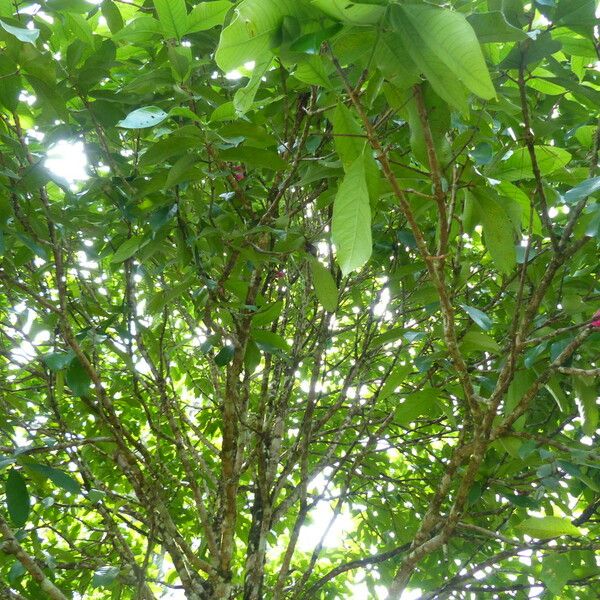 Syzygium malaccense Blad