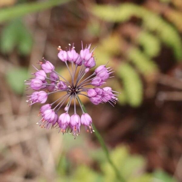 Allium thunbergii Flor