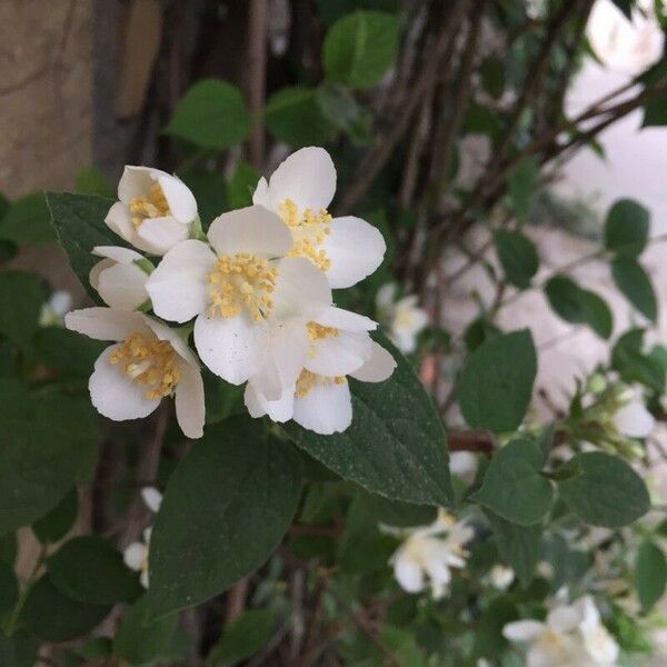 Philadelphus coronarius Flower