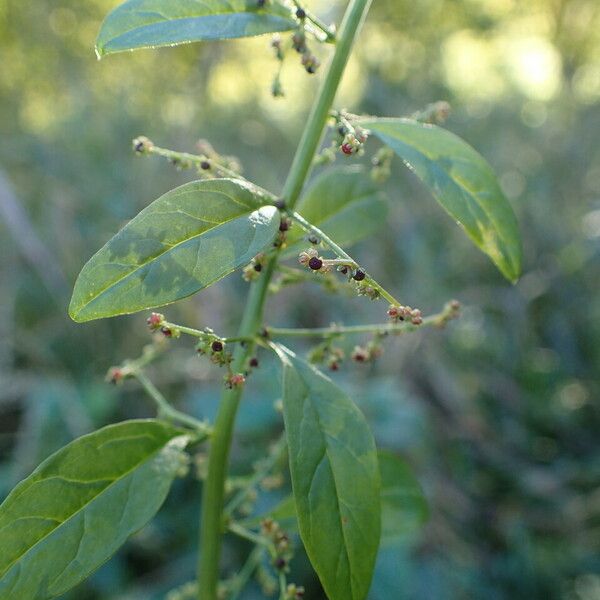 Lipandra polysperma Fruit