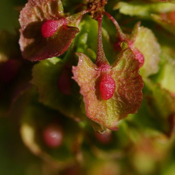 Rumex cristatus Çiçek