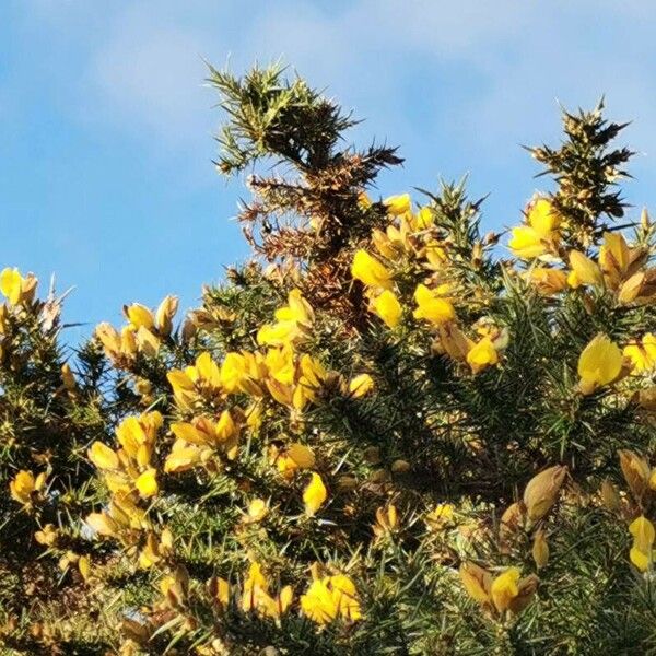 Ulex gallii Flower