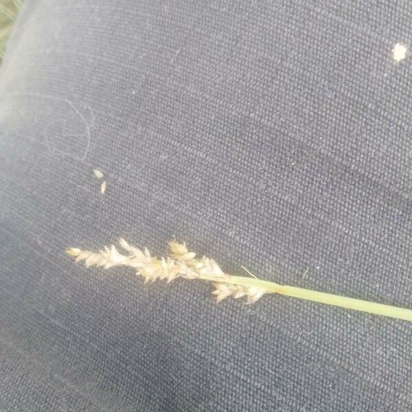 Carex canescens Flower