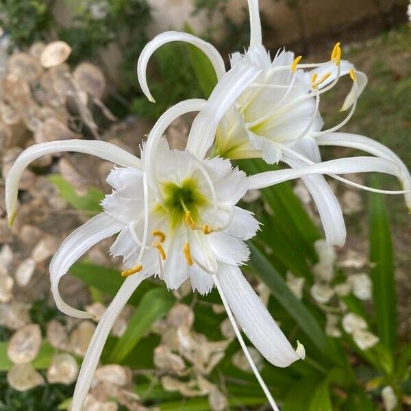 Hymenocallis liriosme Квітка