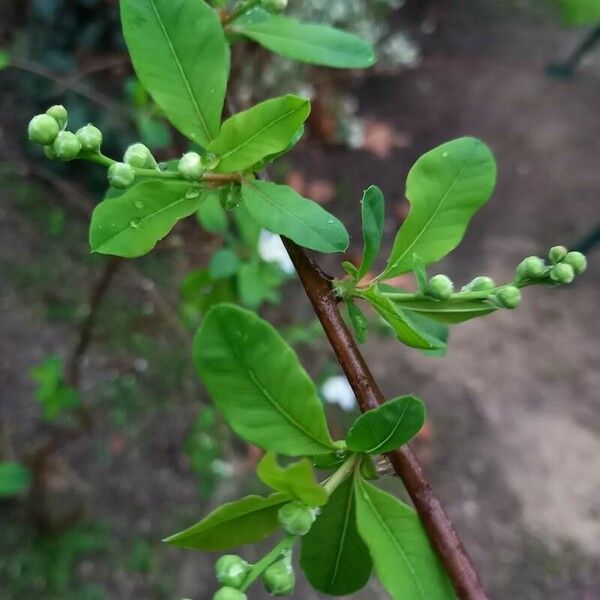 Exochorda racemosa Annet