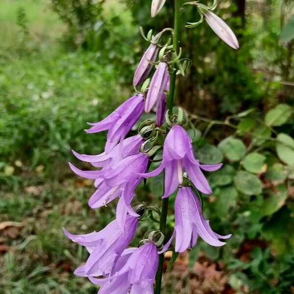 Campanula rapunculoides Buveinė