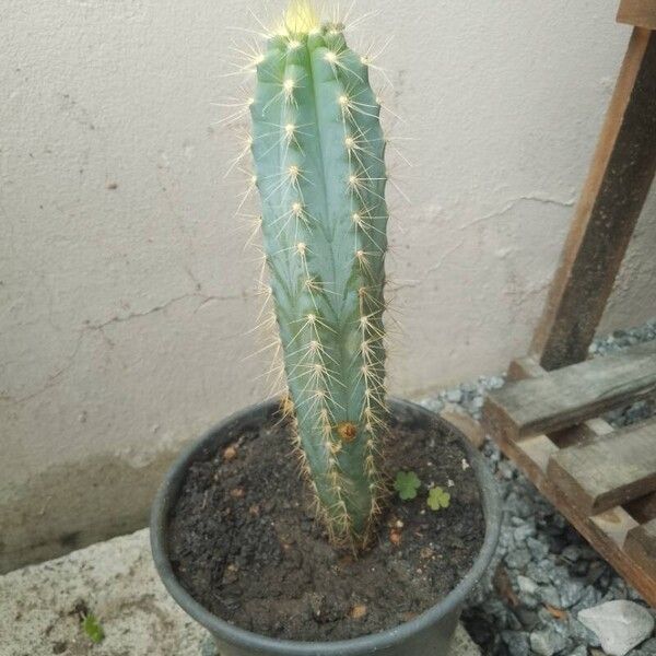 Pilosocereus pachycladus Leaf