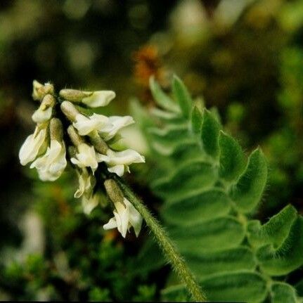 Oxytropis deflexa Habit