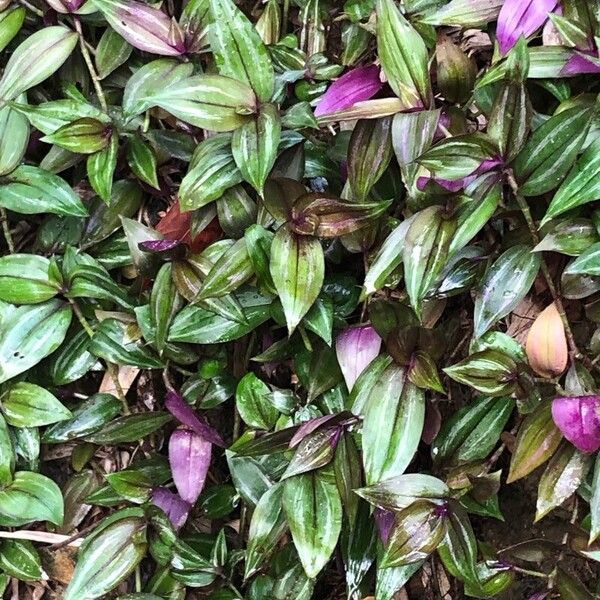 Tradescantia zebrina Leaf