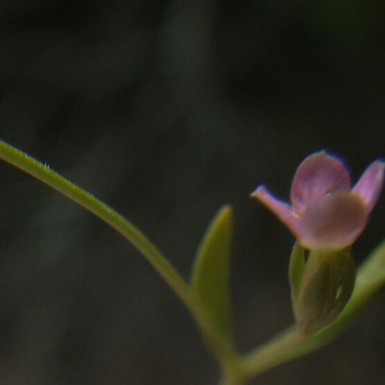 Exaculum pusillum Цветок