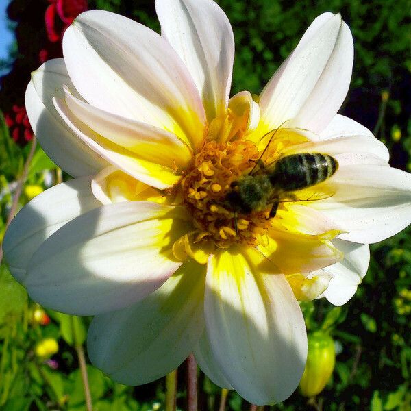 Dahlia pinnata Flor