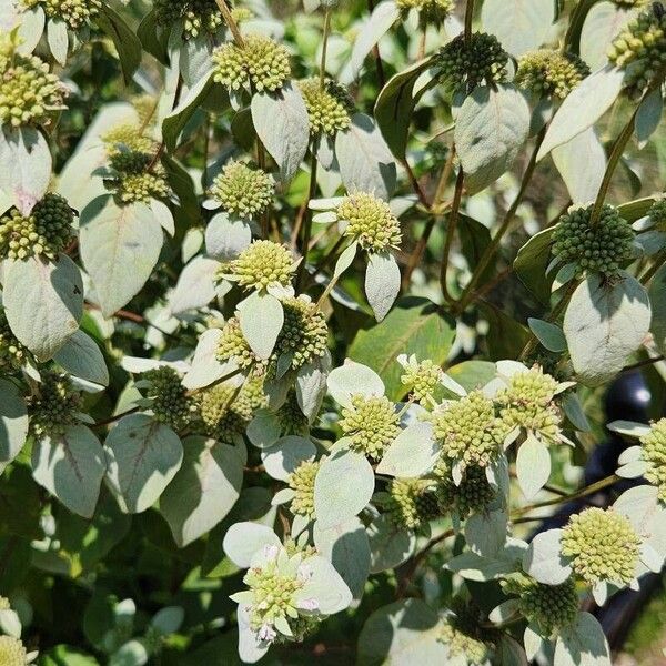 Pycnanthemum muticum Flower