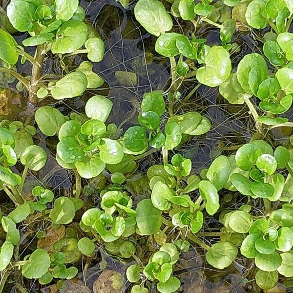 Nasturtium officinale Лист