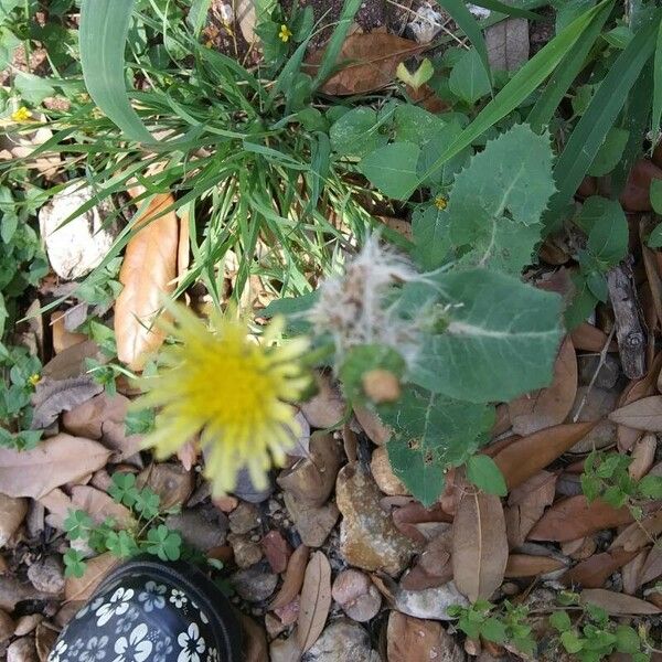 Sonchus oleraceus Fruit