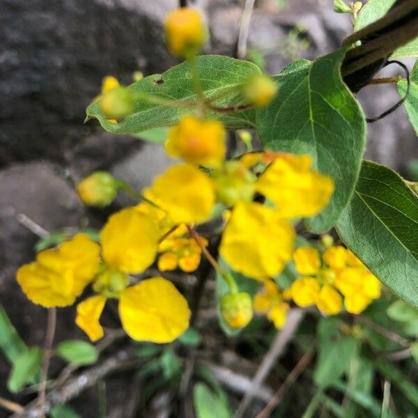 Cassia abbreviata Flower