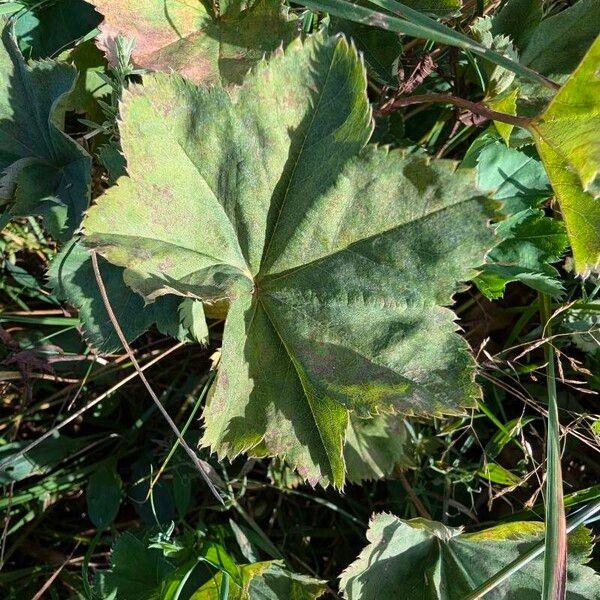 Alchemilla monticola Φύλλο