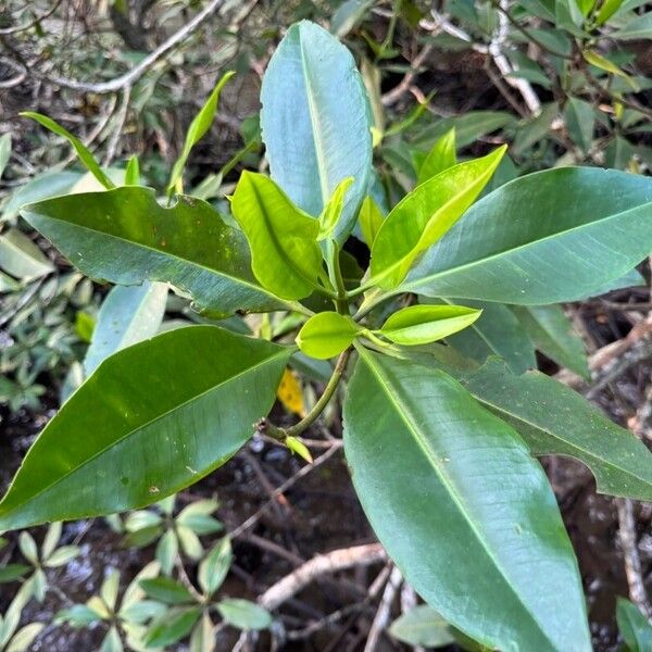 Rhizophora apiculata Leaf