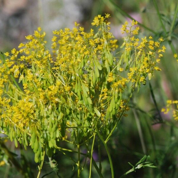 Isatis tinctoria Floare