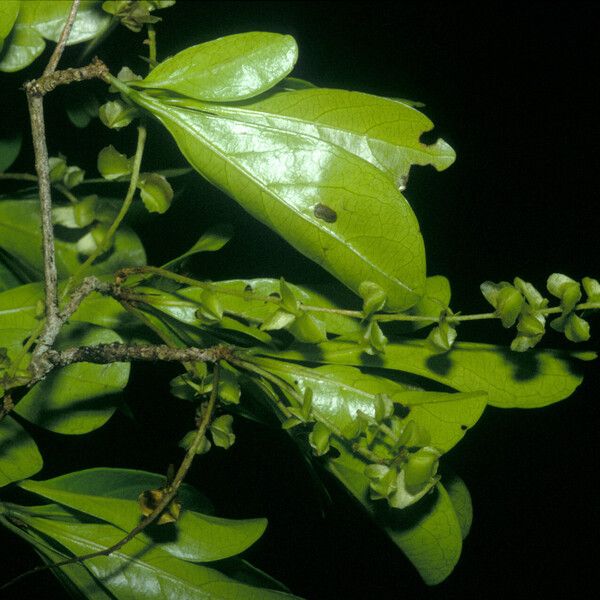 Terminalia amazonia Hoja