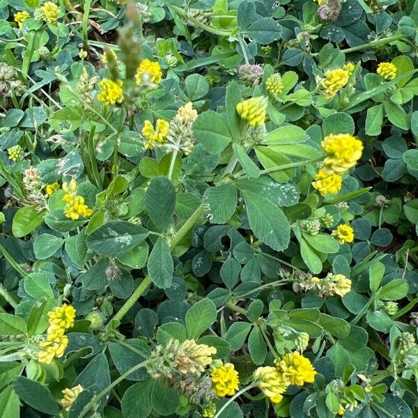 Medicago lupulina Flower