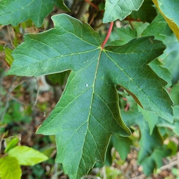 Acer glabrum Fuelha