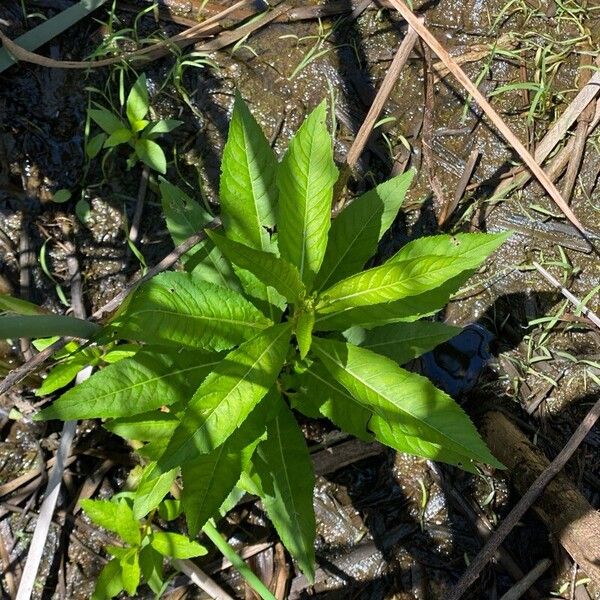 Penthorum sedoides List