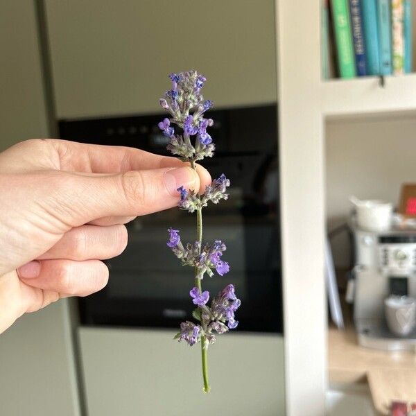 Nepeta cataria Fleur