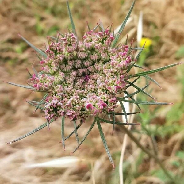 Daucus carota Bloem