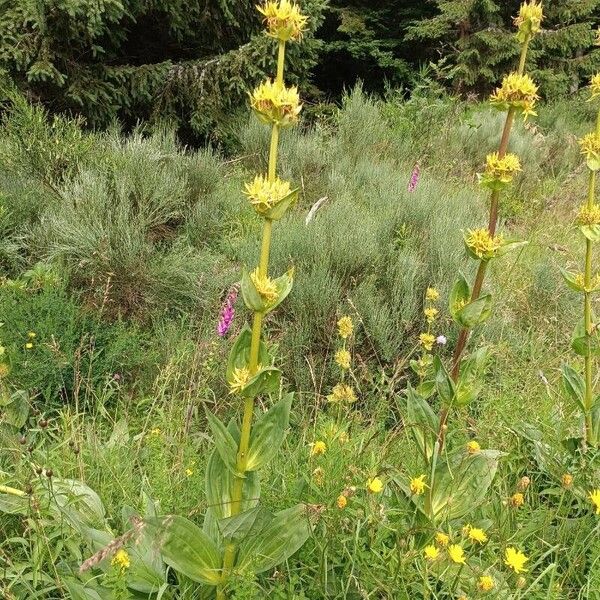 Gentiana lutea Celota