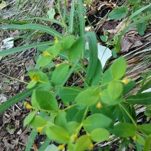 Euphorbia carniolica Bloem