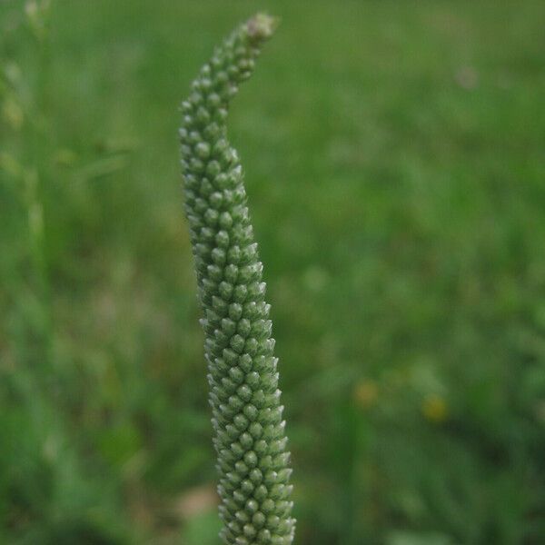 Plantago media Žiedas