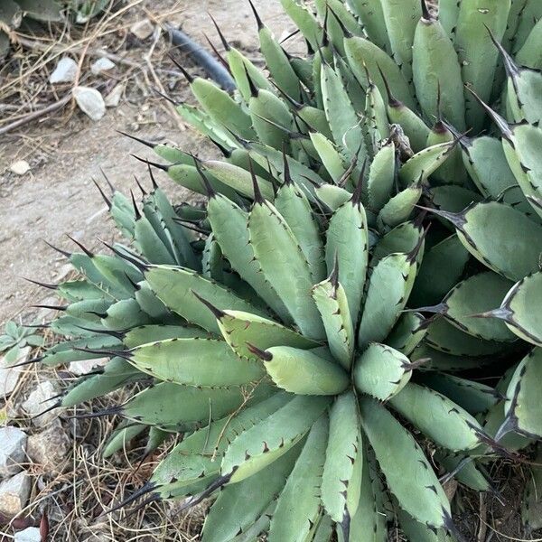 Agave macroacantha Hostoa