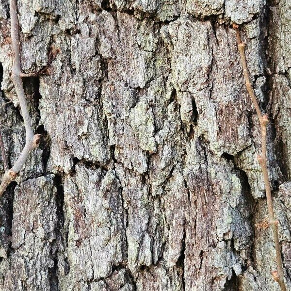 Quercus virginiana Bark