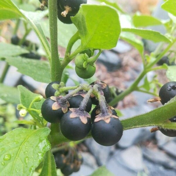 Solanum scabrum Fruit