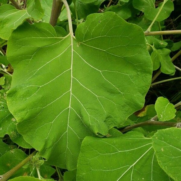 Arctium lappa Hostoa