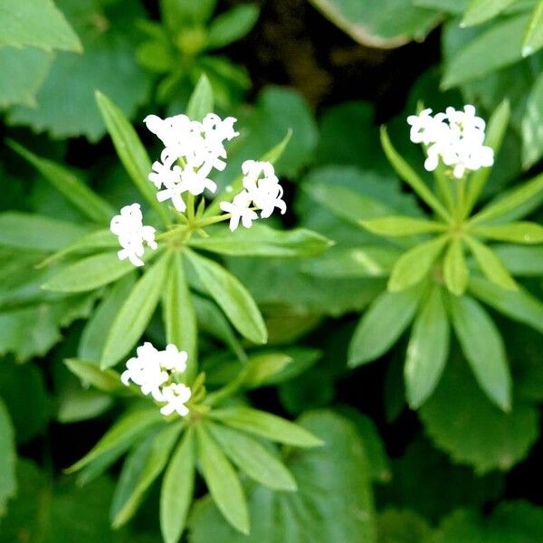 Galium odoratum Habit